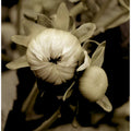 Sepia Blossoms