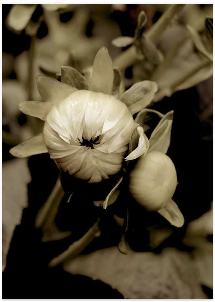 Sepia Blossoms