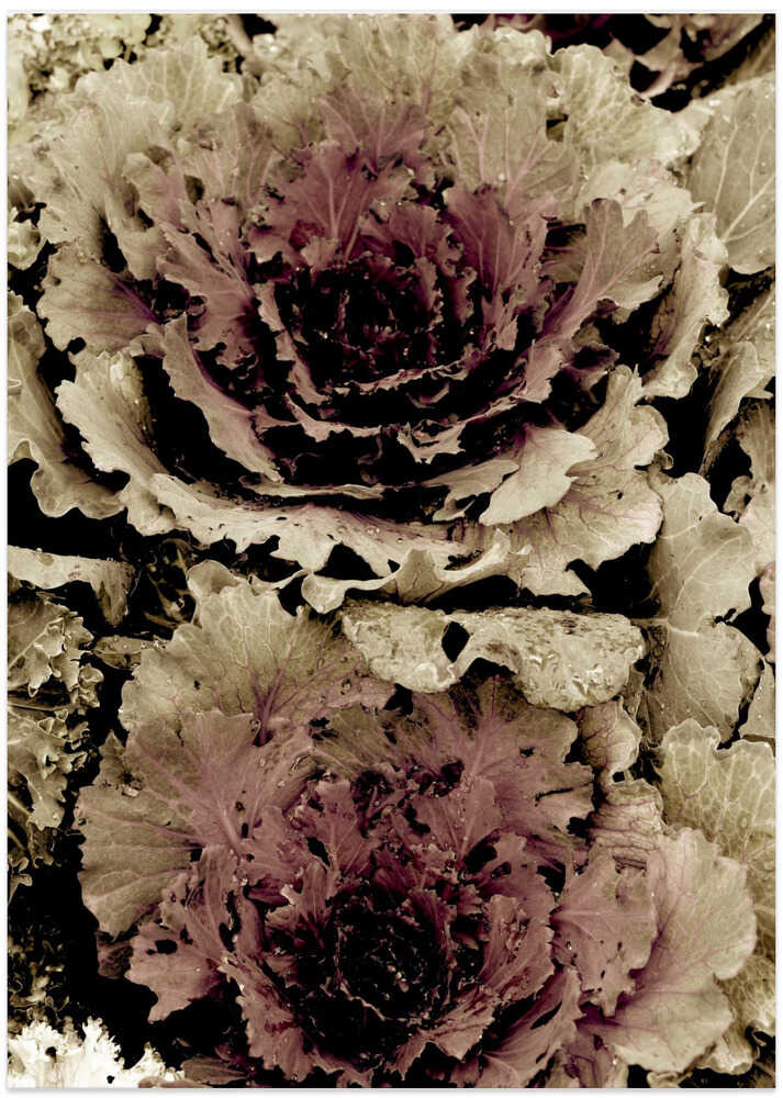 Autumn Cabbage Bloom