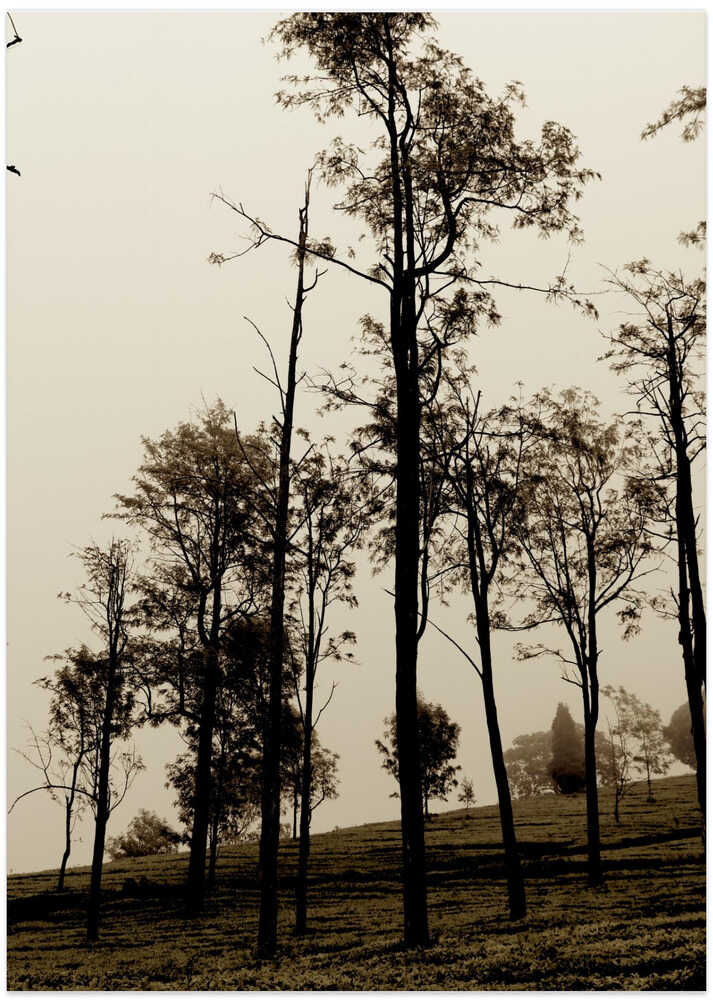 Ethereal Forest Veil