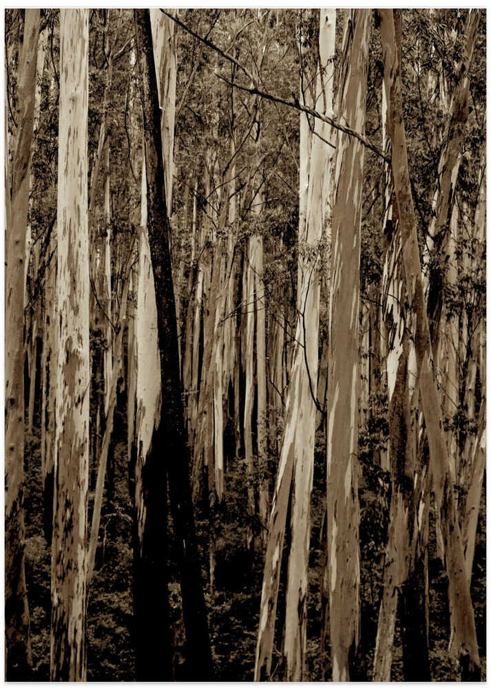 Whispering Eucalyptus