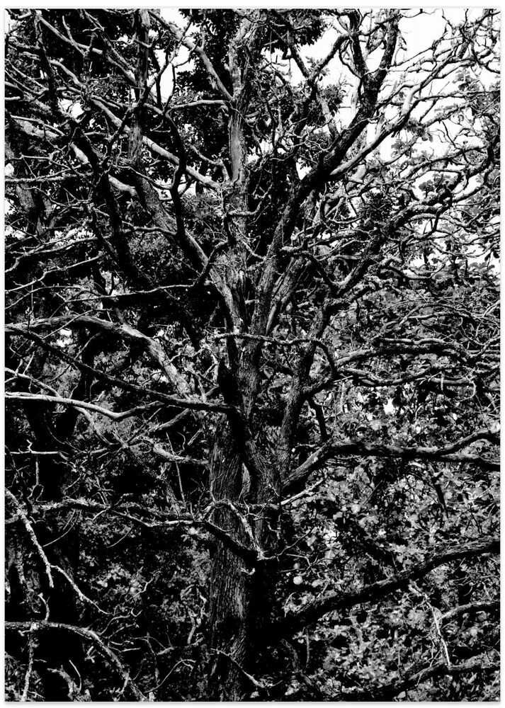 Entangled Branches