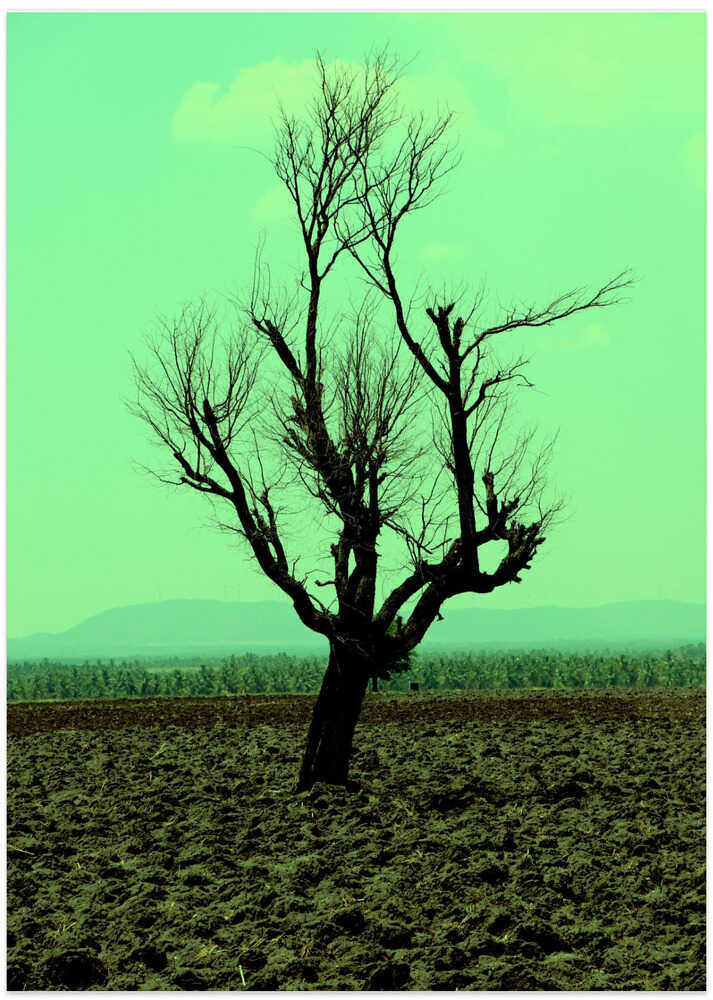 Solitary Tree Silhouette