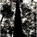 Towering Canopy