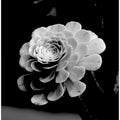 Monochrome Blossom