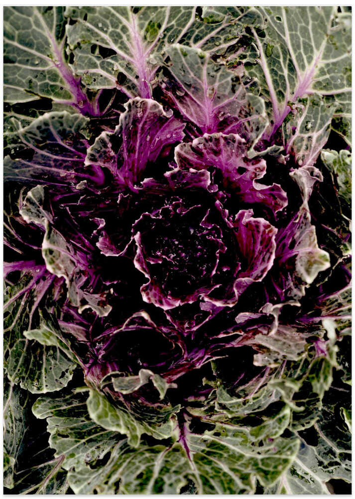 Purple Leaf Symphony