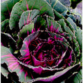Vibrant Cabbage Spiral