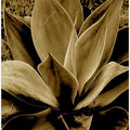 Agave in Sepia Tone