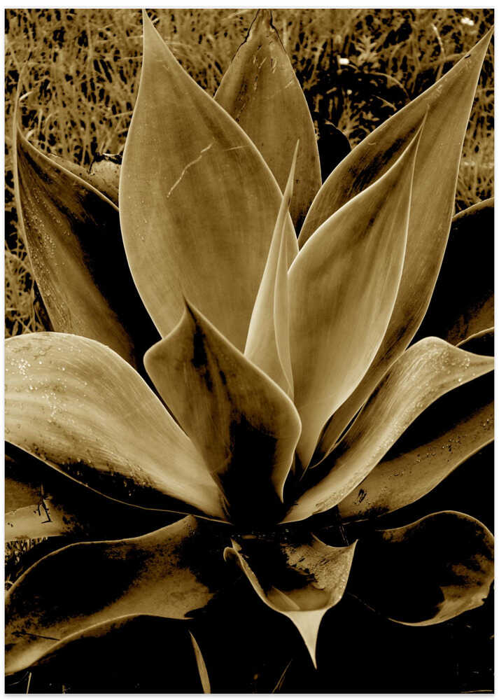 Agave in Sepia Tone