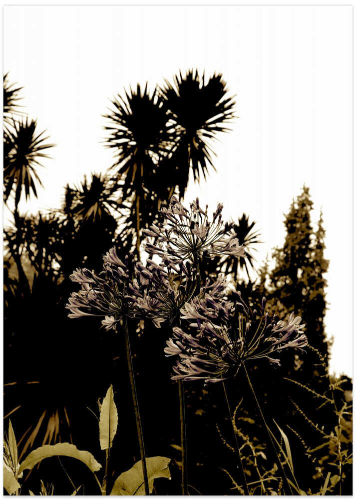 Tropical Silhouettes