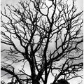 Gnarled Treescape