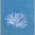 White Flower On Blue Background