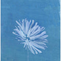 White Flower On Blue Background