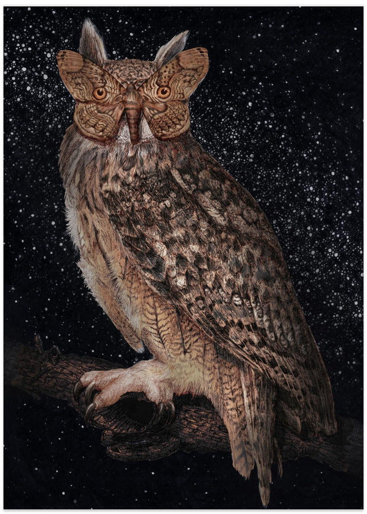 Camouflage and Stars Colour