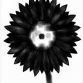 Dark Petal Sunflower
