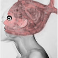 Fish-Head Illusion