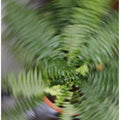 Fern Spiral Motion