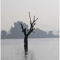 Lonely Tree in Mist