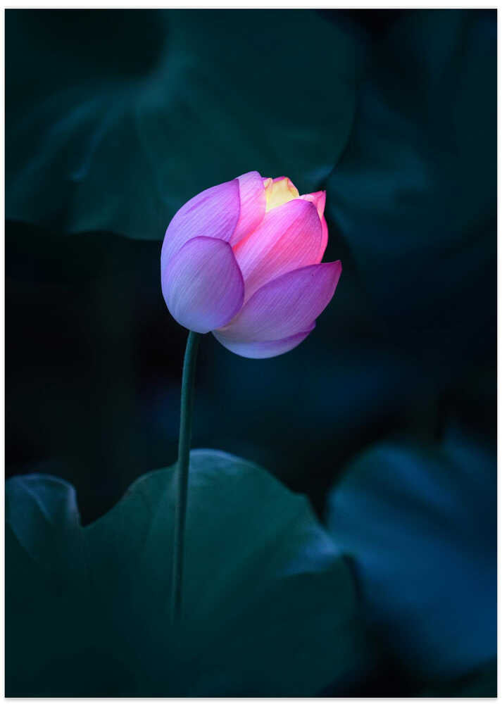 Lotus Lantern