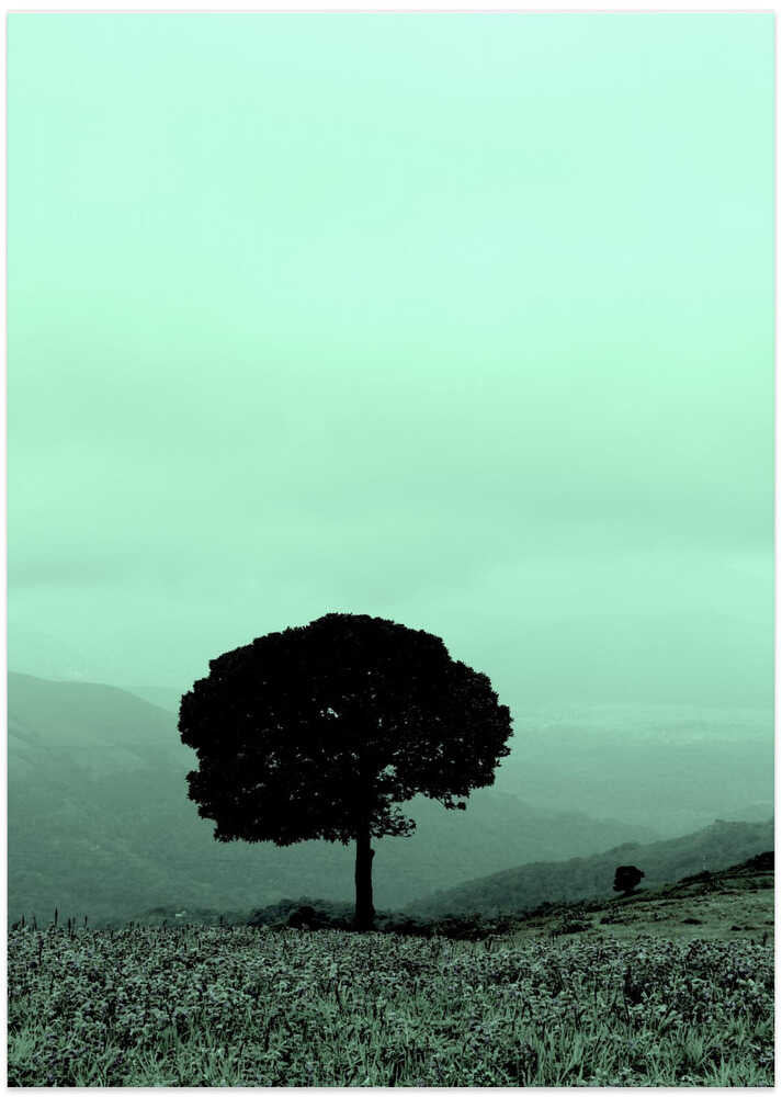 Lone Tree Serenity