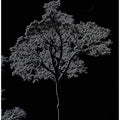 Luminous Night Tree