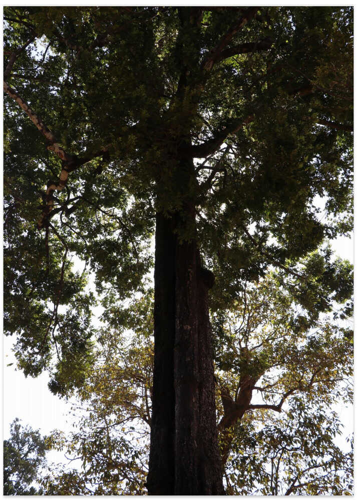 Majestic Canopy View