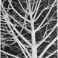 Silhouetted Branches
