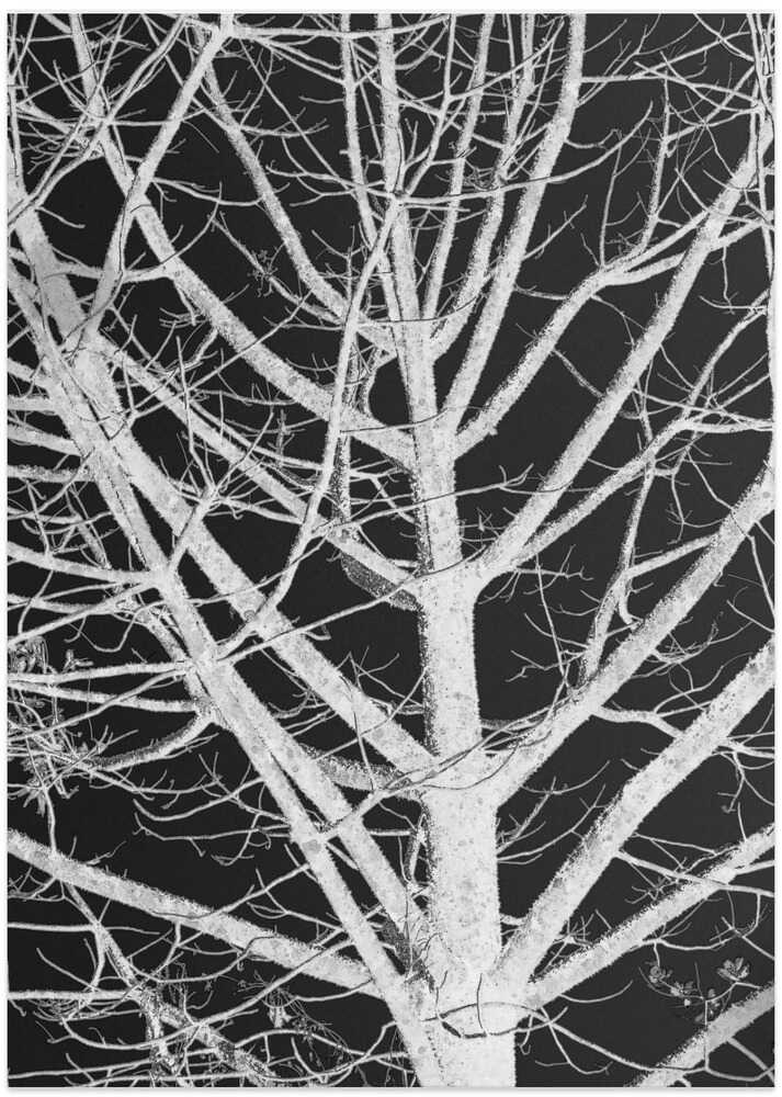 Silhouetted Branches