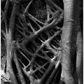 Entangled Roots