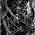 Entangled Roots