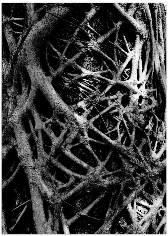 Entangled Roots