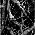 Entangled Roots
