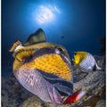 Titan triggerfish
