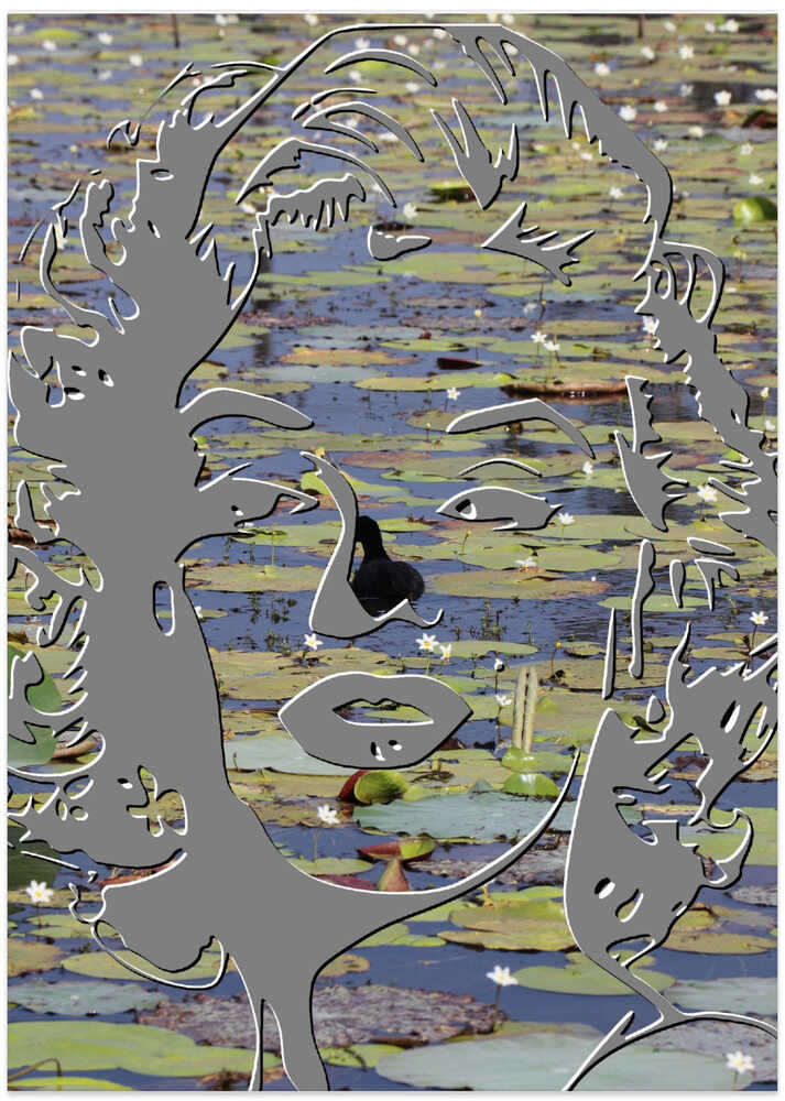 Lily Pond Reflection