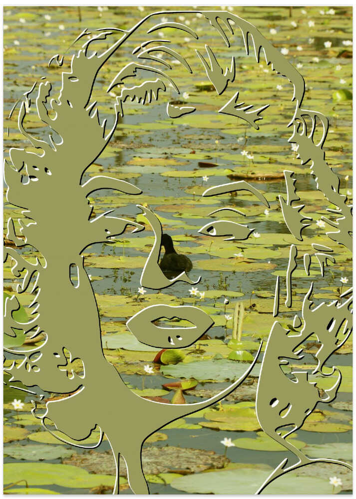 Lily Pond Reflections