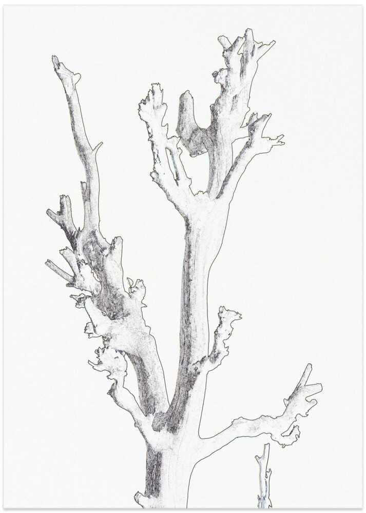 Bare Branch Elegance