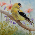 Early Spring American Goldfinch