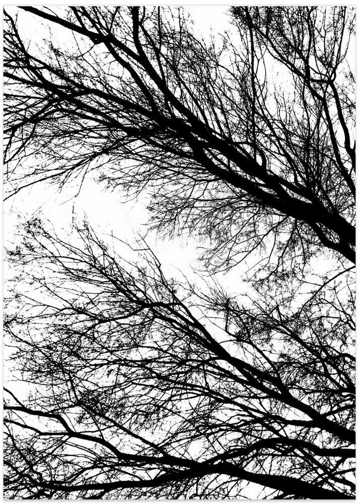 Bare Branch Silhouette