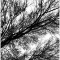Branches in Silhouette