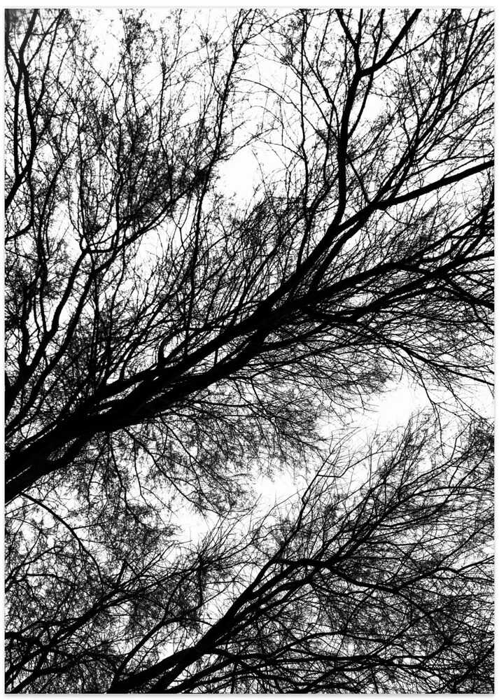 Branches in Silhouette