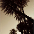 Palm Silhouettes