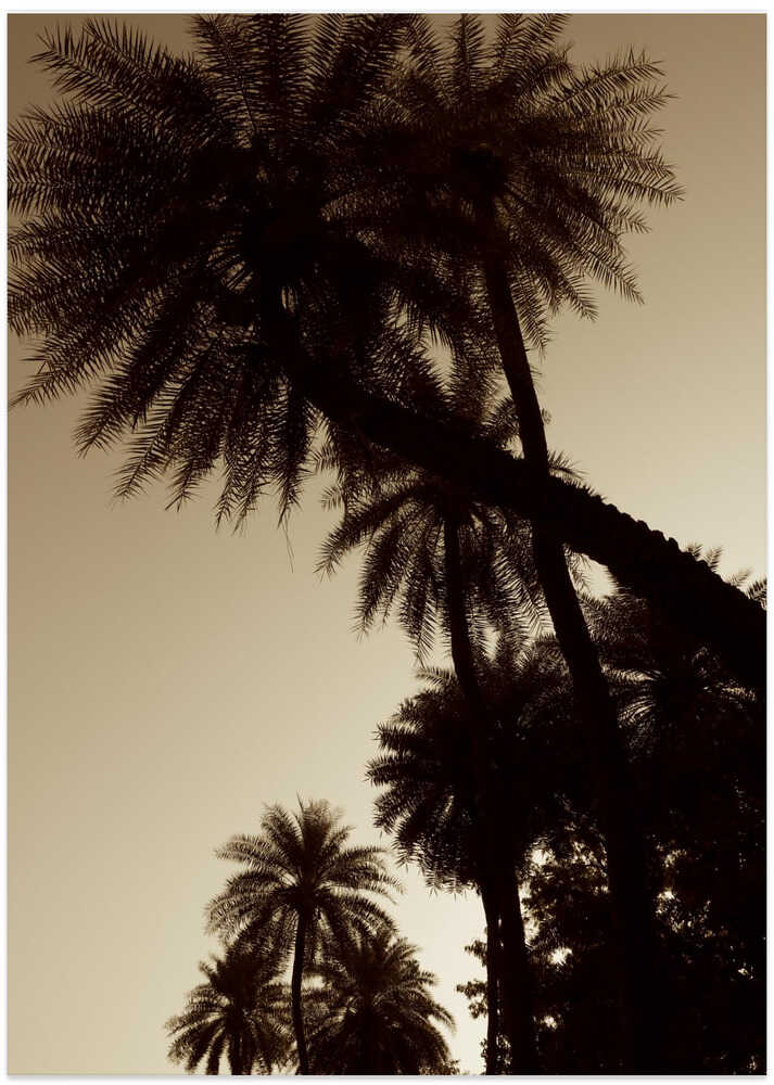 Palm Silhouettes