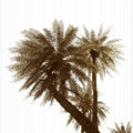 Sepia Palms Skyward