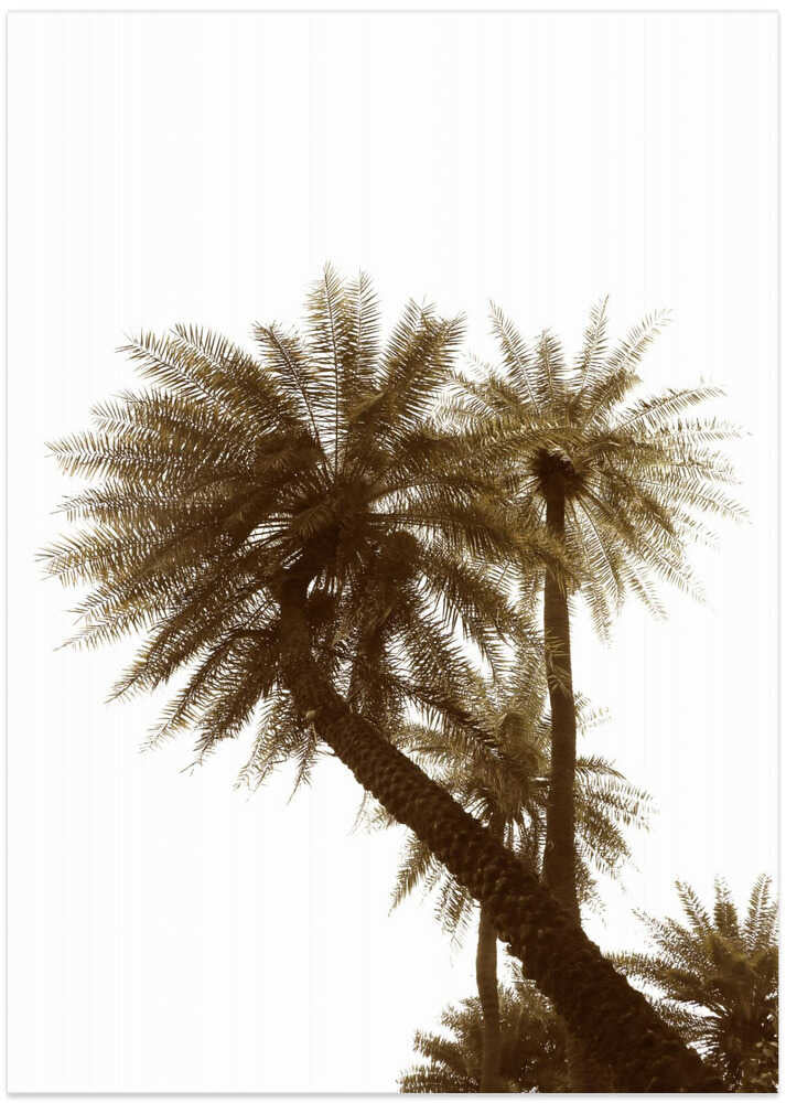 Sepia Palms Skyward
