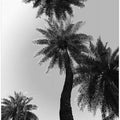 Palm Silhouette Sky