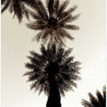 Palm Silhouettes