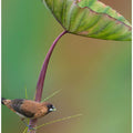 White-rumped Munia