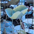 Luminous Lotus Leaves