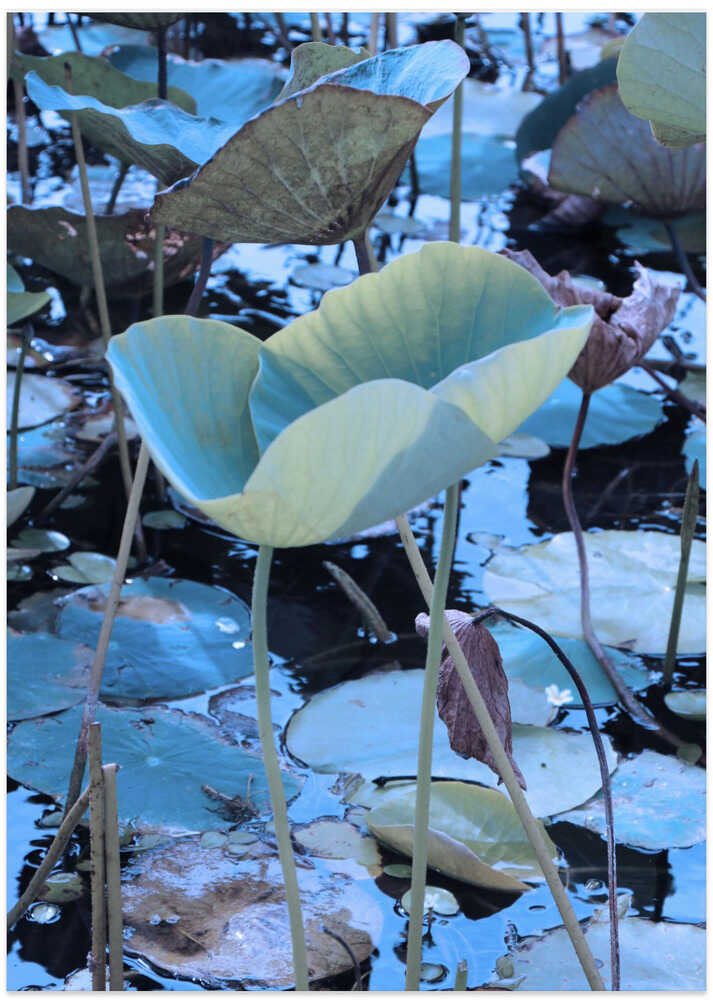 Luminous Lotus Leaves