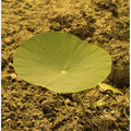 Solitary Lotus Leaf